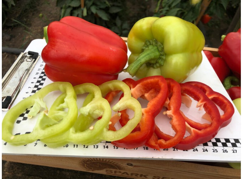Семена перца сладкого Сплит F1 (ранний) кубический (500 нас.) Lark Seeds